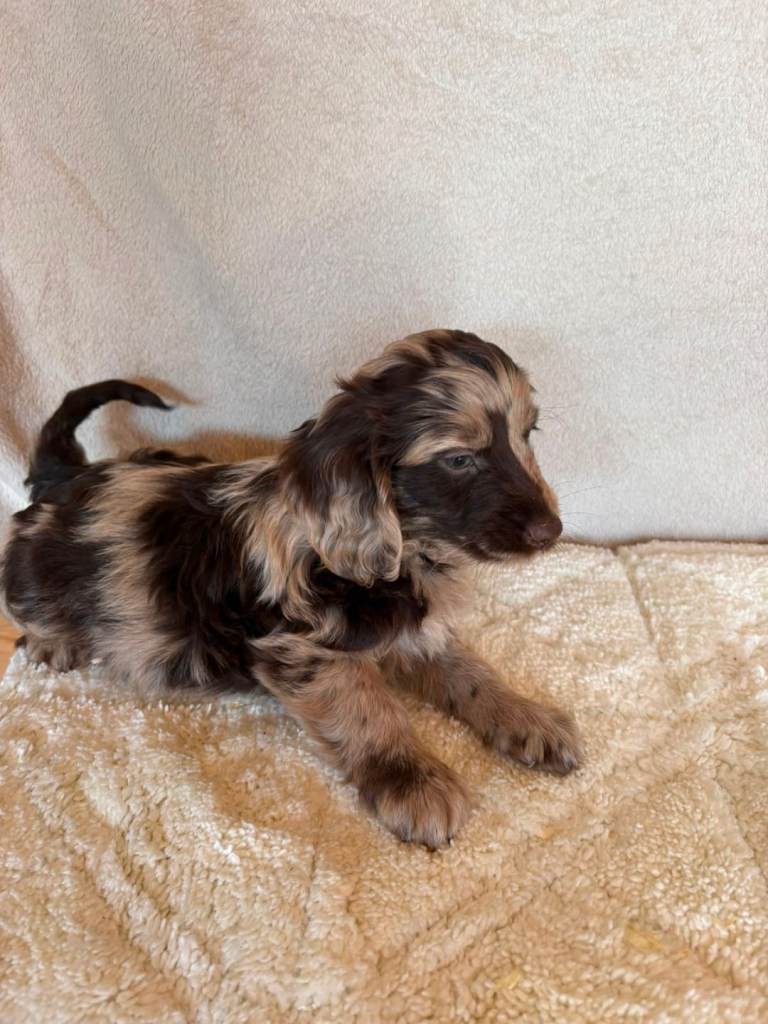 Cockapoo