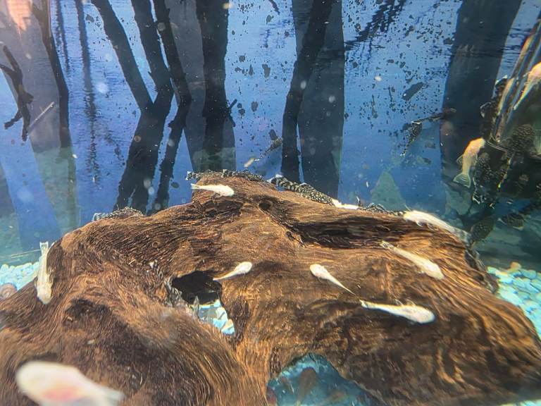 Albino and Black plecs 