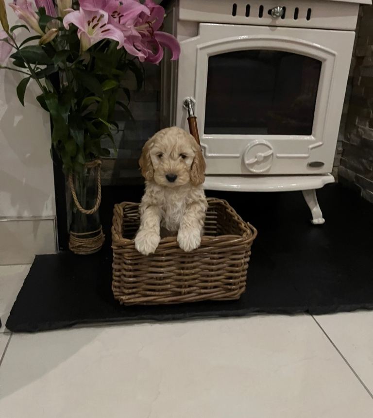 Cockapoo pups 
