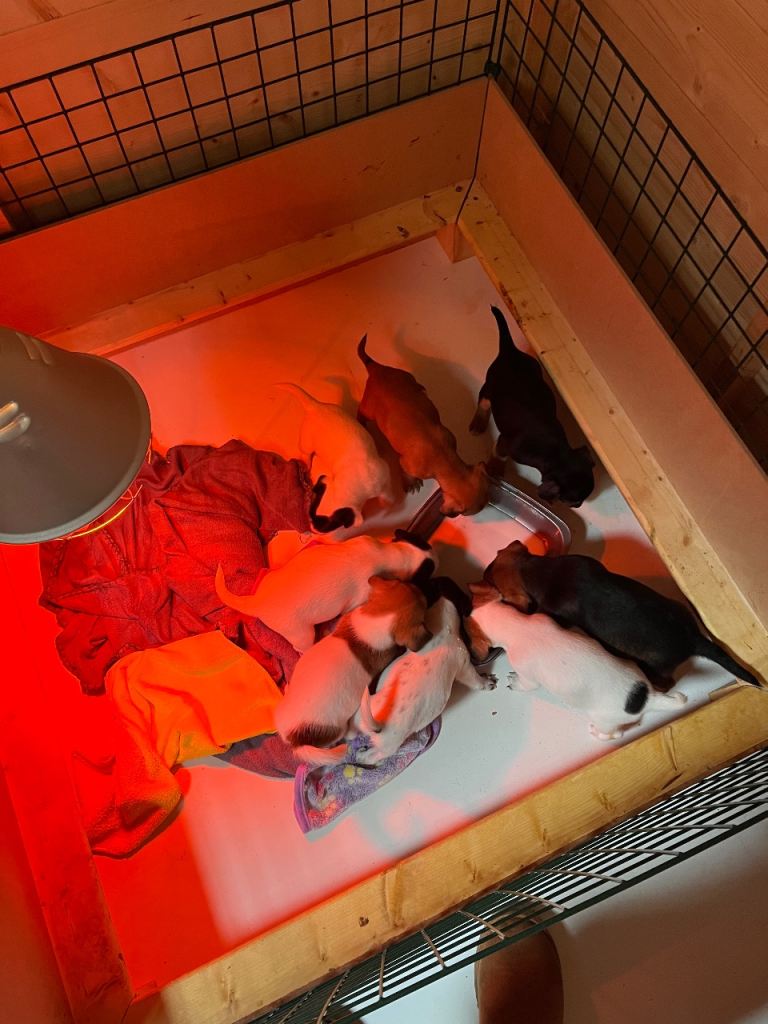 Puppies for sale Reducing price