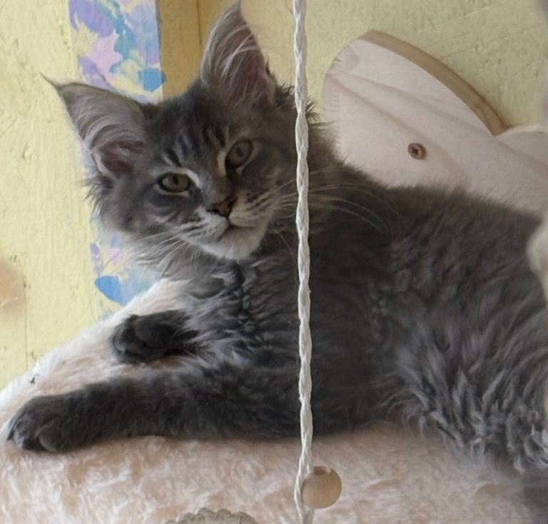 Beautiful 6 month old Maine Coon