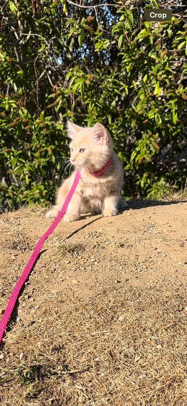 Ginger Maine Coon Kitten 8Month