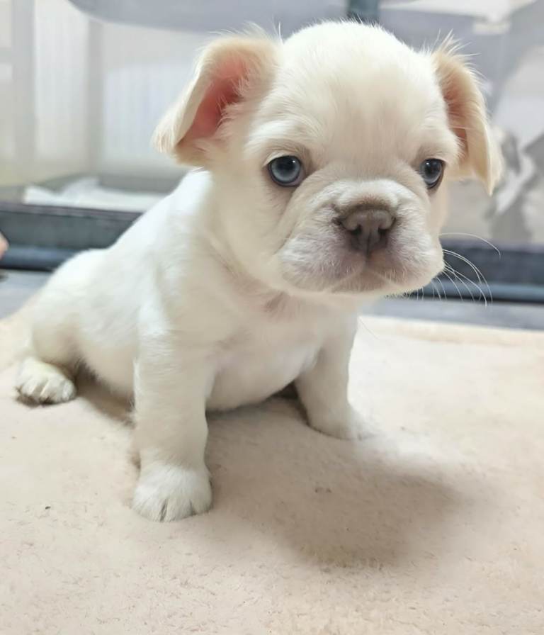 fluffy french bulldogs 