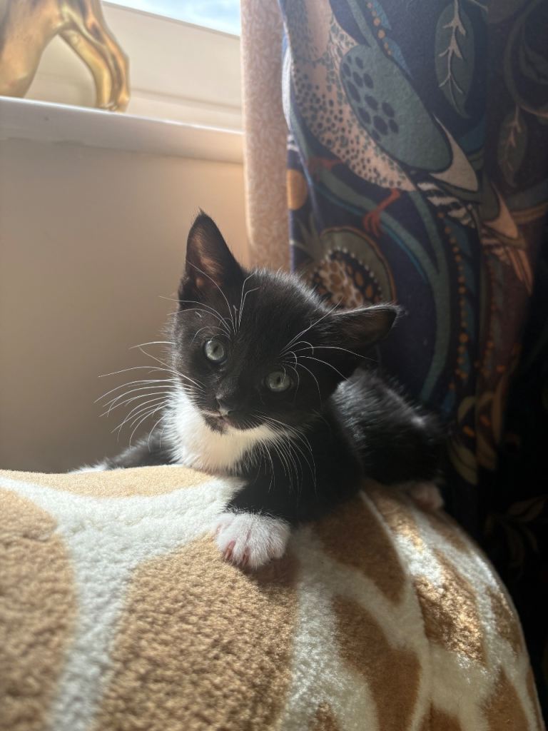 Adorable tuxedo/grey kittens 🖤