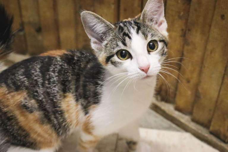 7 Month Old Kitten