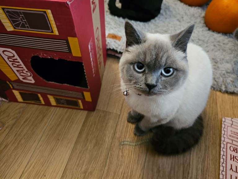 British Shorthair Colourpoint cats