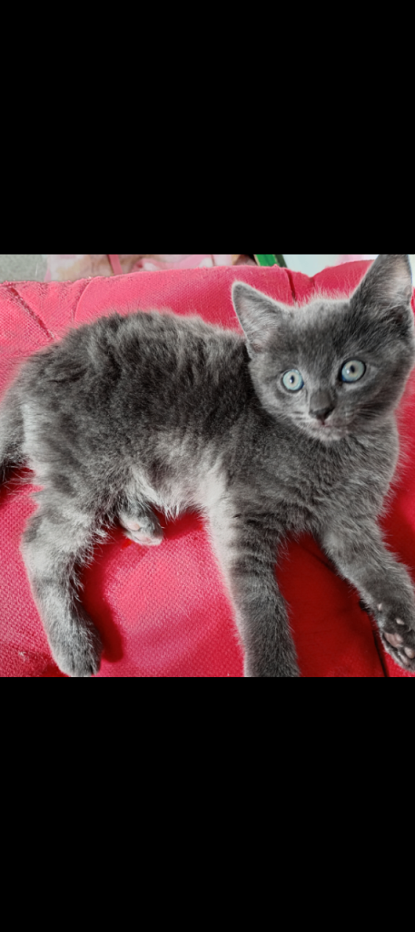 Kittens 