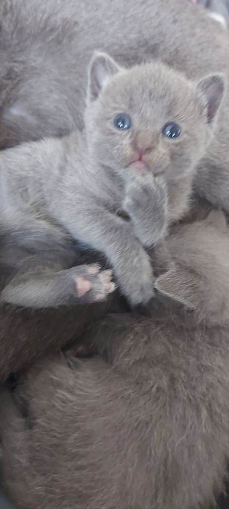 **Russian Blue X  Kittens** 1 MALE LEFT