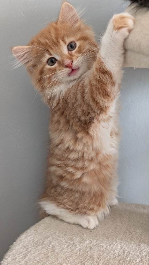 Kitten for sale