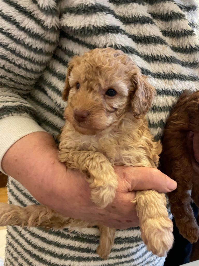 DNA health tested and vet checked boy toy poodles for sale