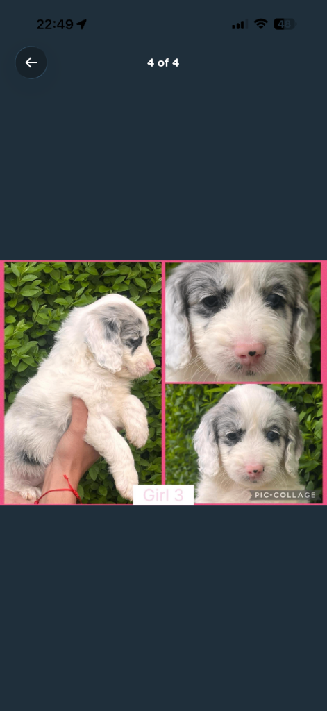 F1 Female Cockapoo Puppy 