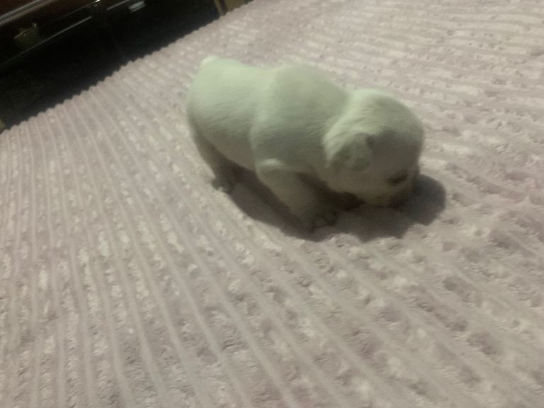 Stunning French Bulldog Puppies*REASONABLE PRICES*