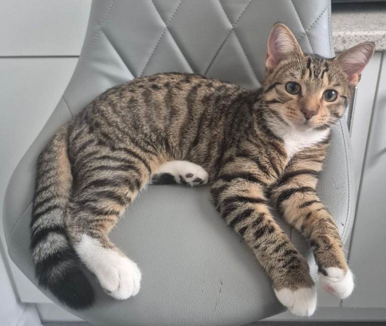 Kitten 