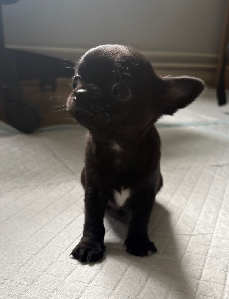 Chihuahua puppies 