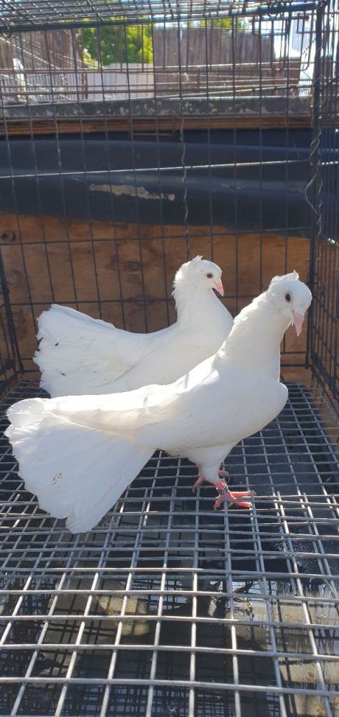 Fantail Pigeons 