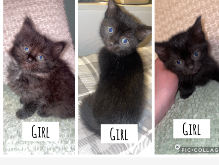 Female Kittens for sale