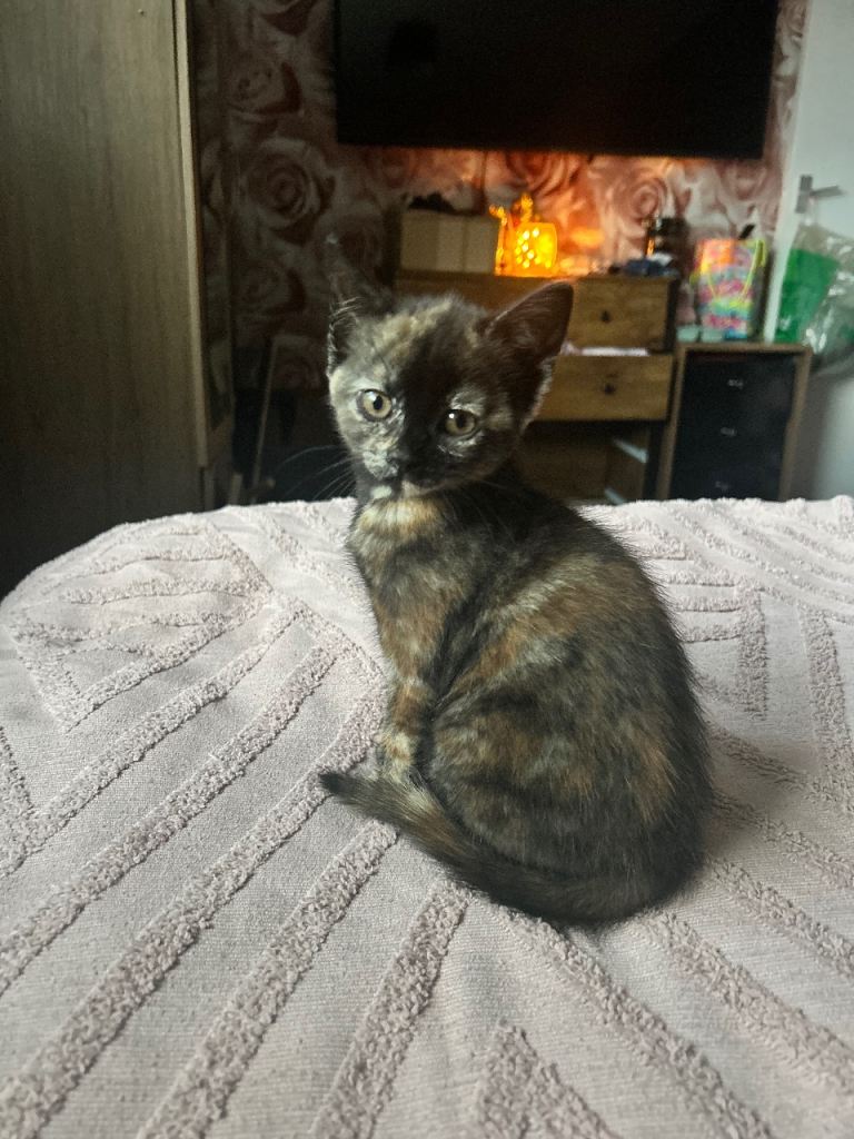 Kittens looking for their forever home 