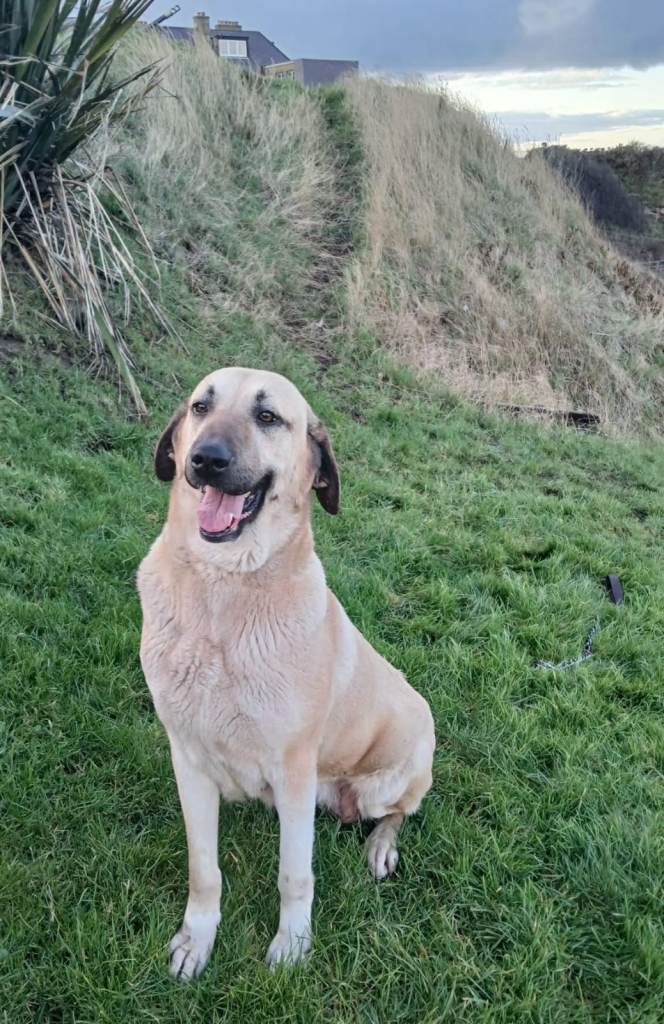 FEMALE TURKISH KANGAL FOR SALE!