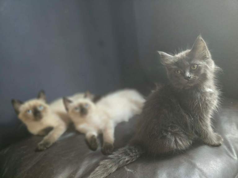 KITTENS 