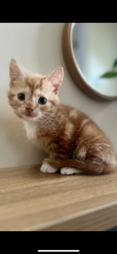 Kitten