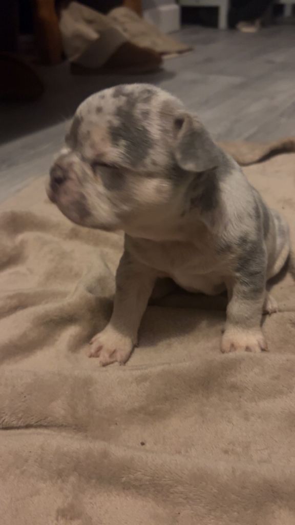 French bulldog puppies