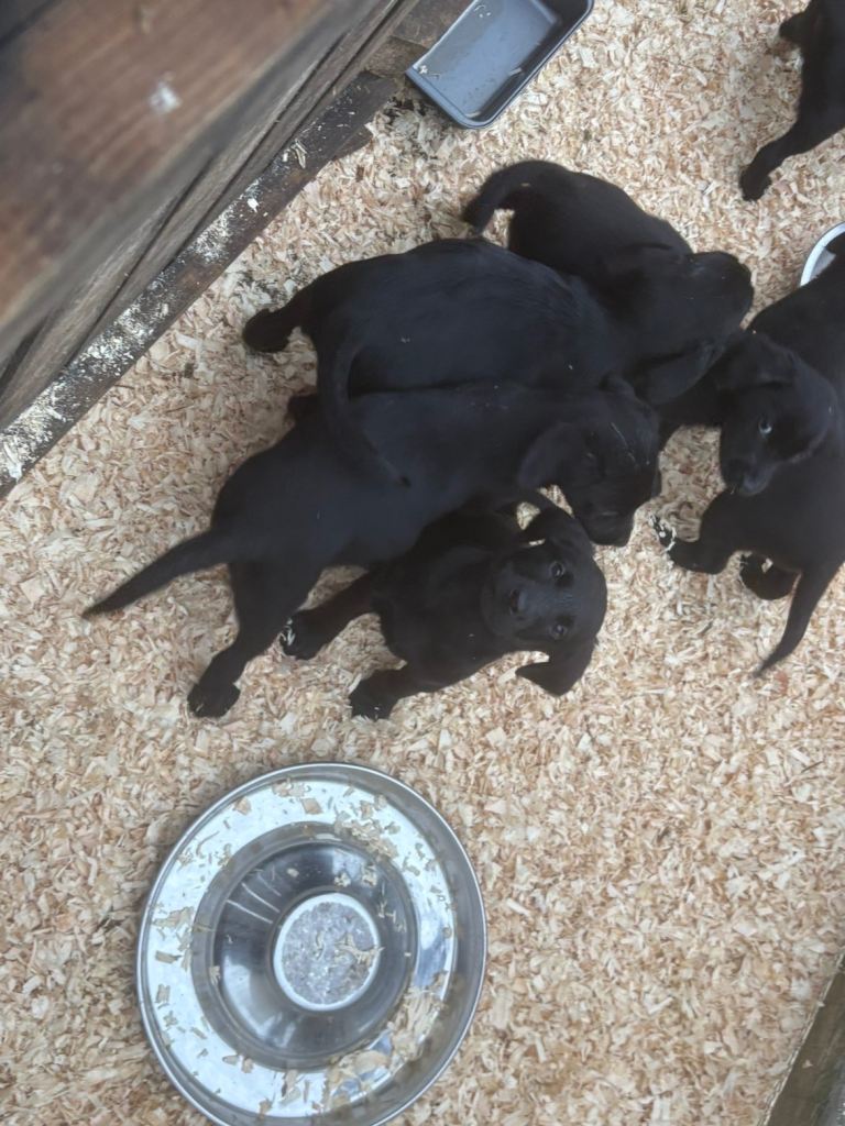 Black Lab pups From Liskoney fun fenella 