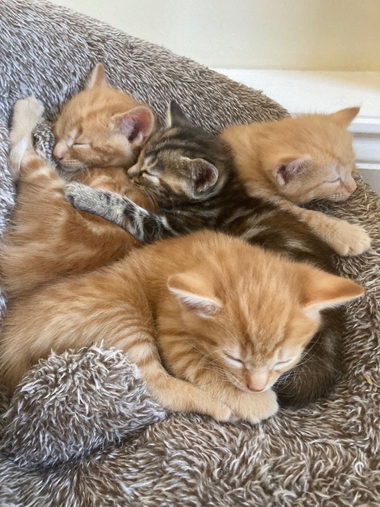 3 adorable kittens are looking for a loving home