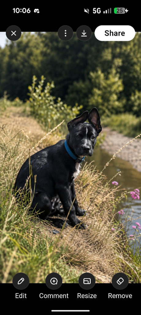Red Collie cross American bulldog