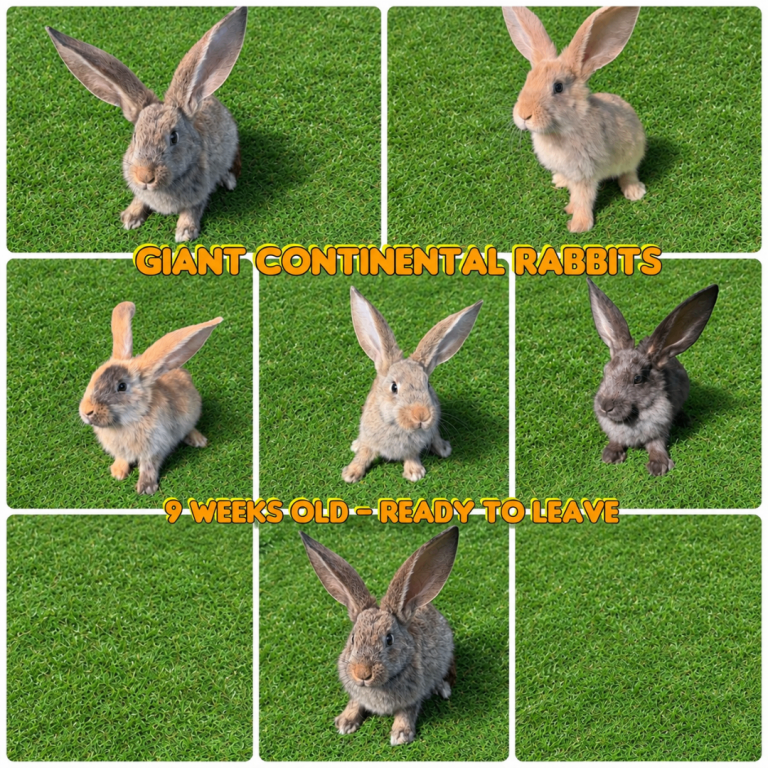  Baby continental giant  rabbits 9 weeks old 