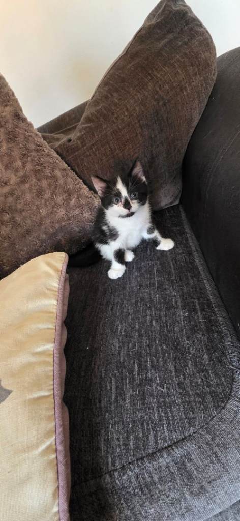 Kittens for sale