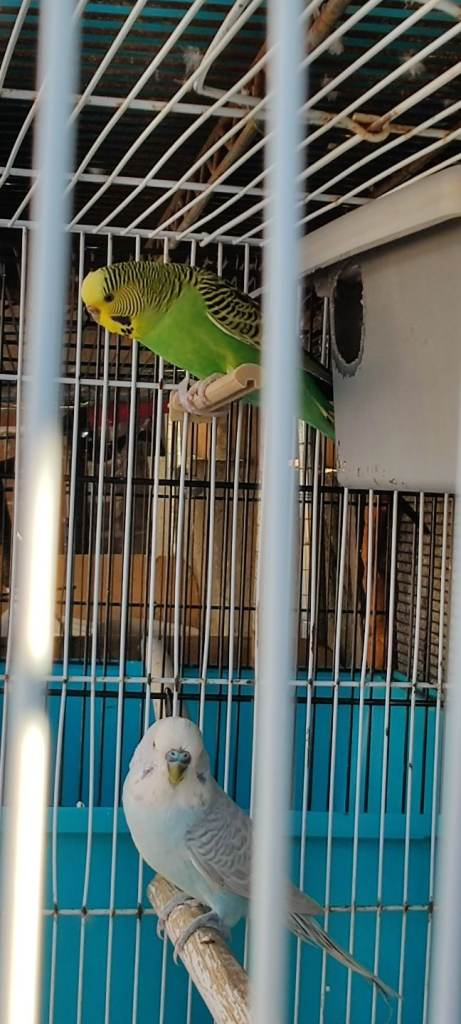 Budgies  Bonded pair  Delivery possible 