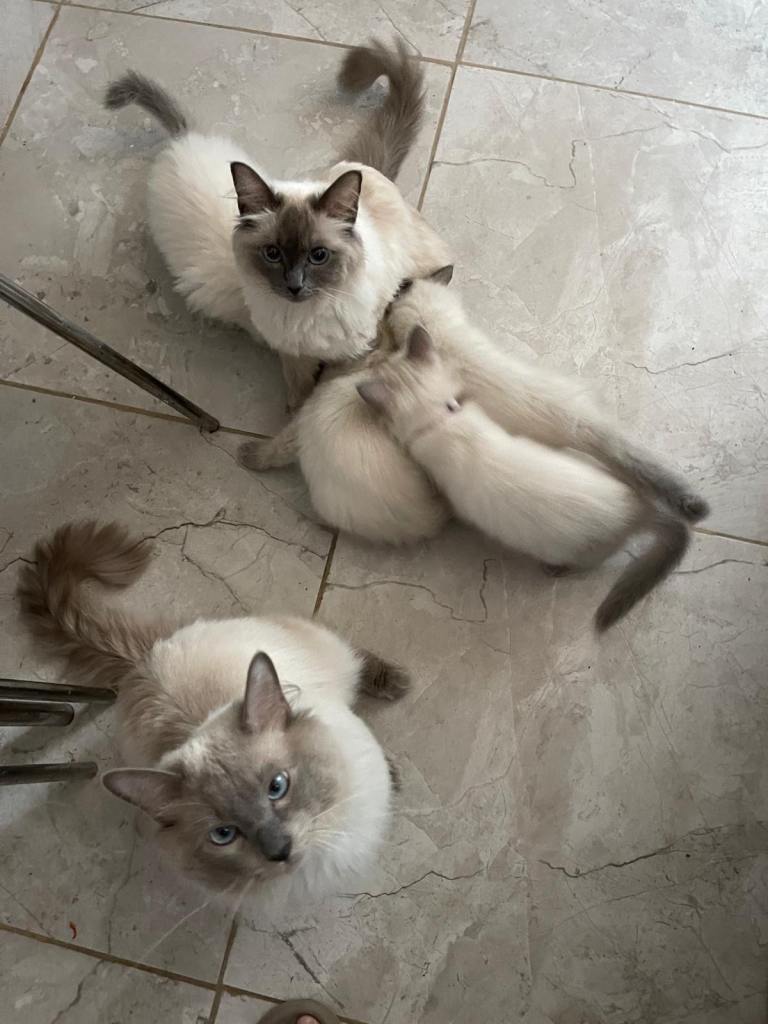 Ragdoll Kittens - Vaccinated READY TO GO NOW