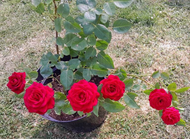 POTTED RED ROSE BUSH with FLOWERS & BUDS IN 28cm DIAMETER POT