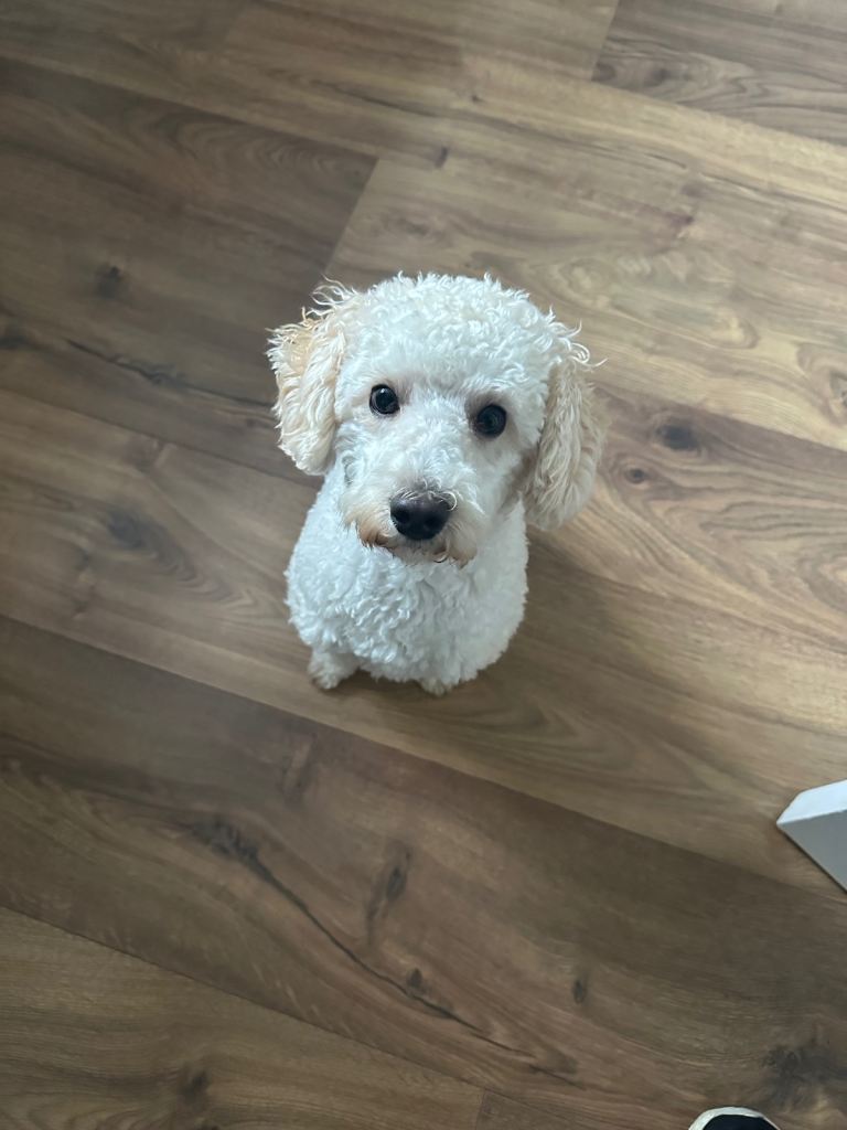 Toy Poodle (Teddy)