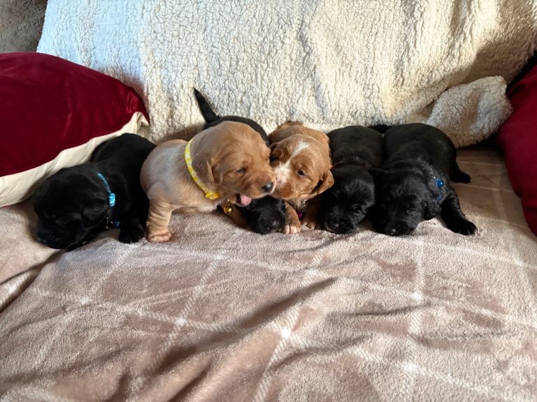 Cockador cross cockapoo