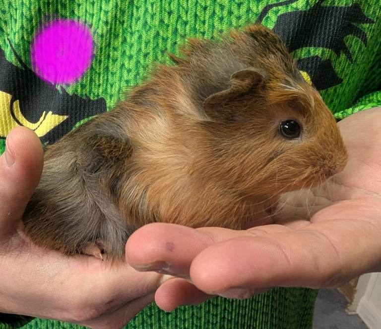 Baby Guinea Pigs 