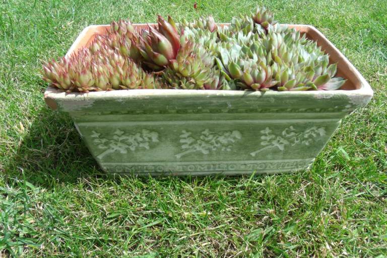 SEMPERVIVUM IN TERRACOTTA POT