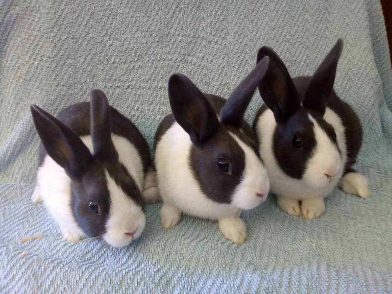 Baby Dutch rabbits for sale