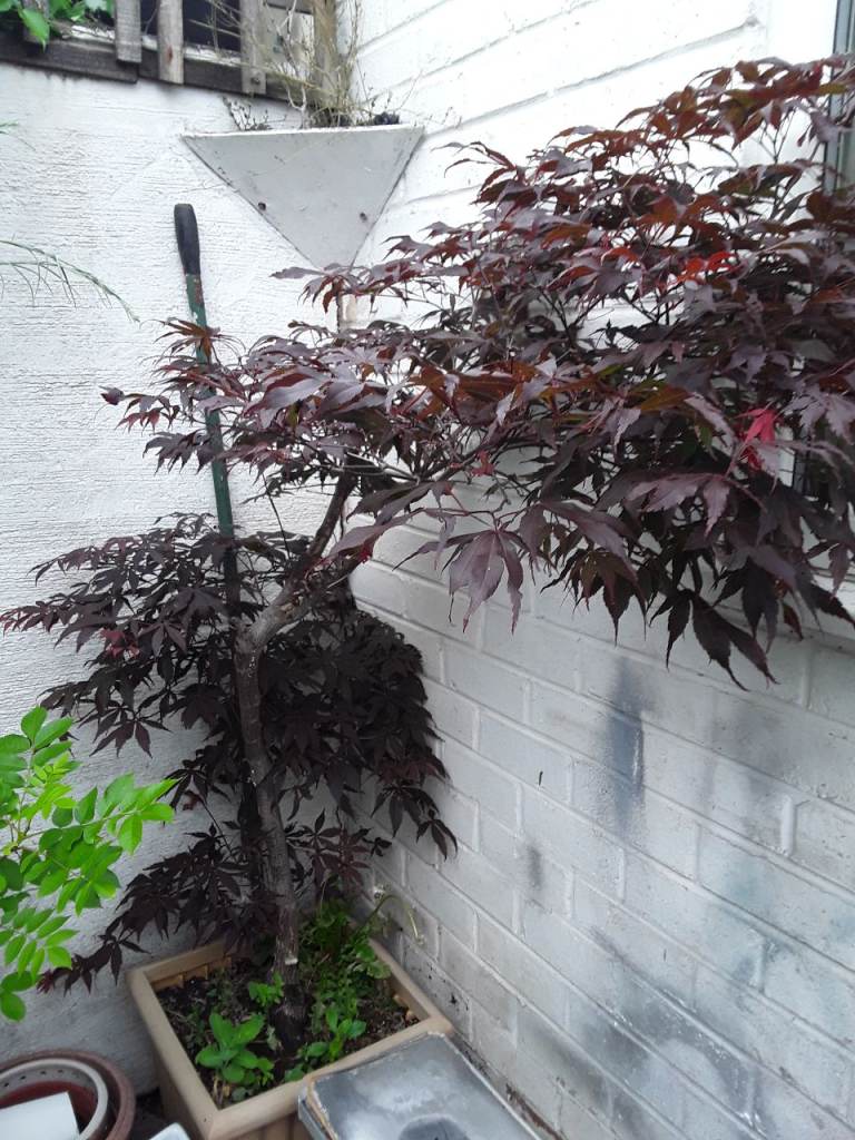 Red Japanese acer shrub