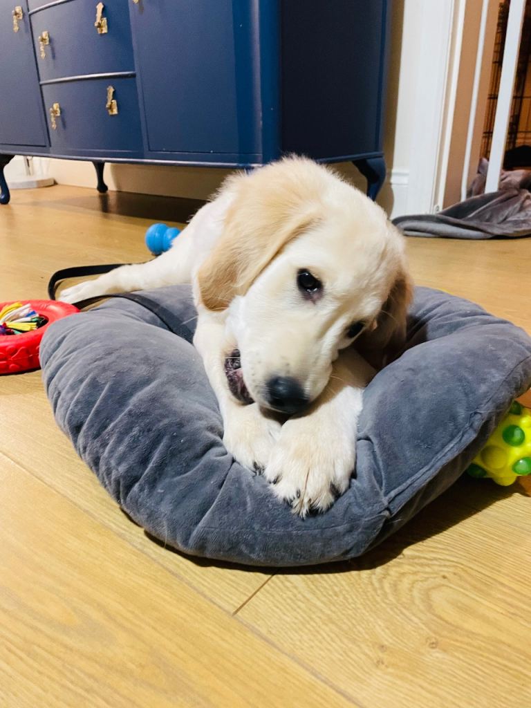 Golden Retriever Puppy