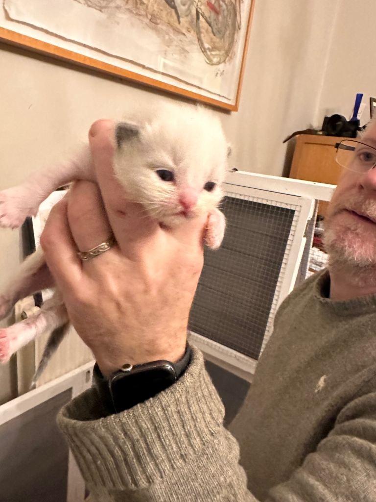 TICA Champion Ragdoll Kittens - brought up in family and used to dogs