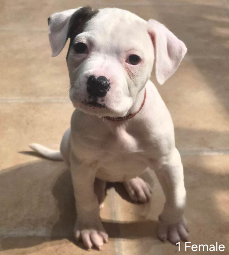 10 x 9 week old American (Johnson) Bulldog puppies for sale £750