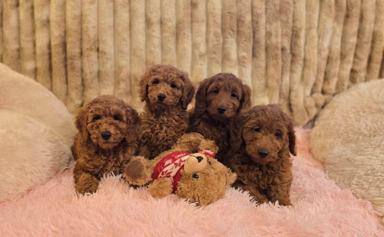 Cockapoo Puppies
