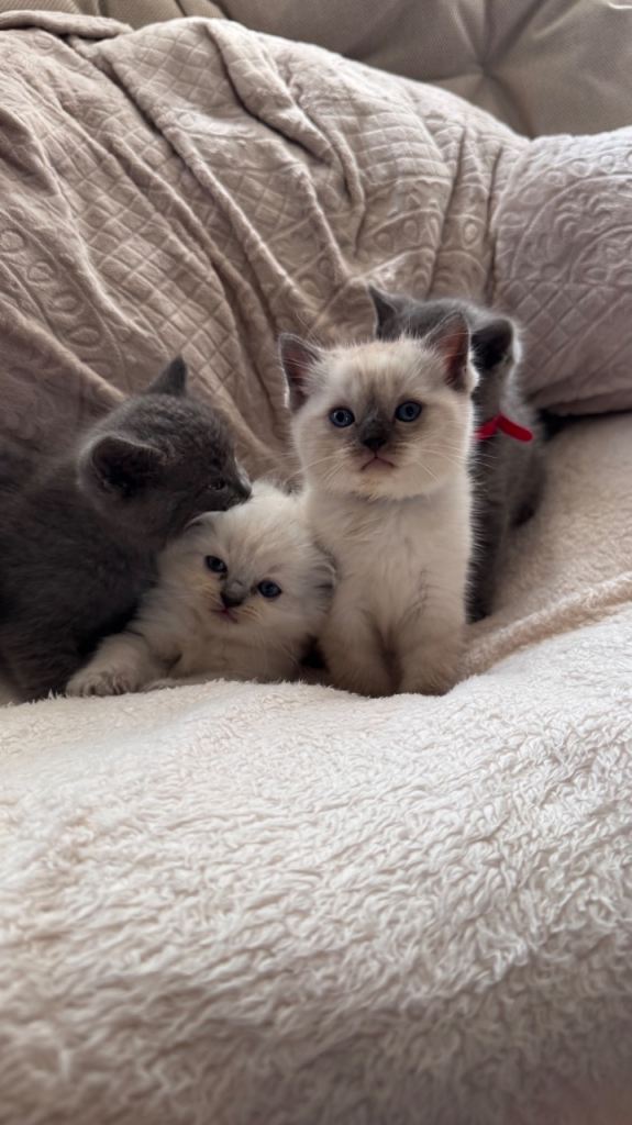 Ragdoll x British shorthair kittens 