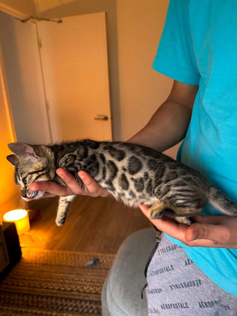 Beautiful Female Bengal Kitten – Playful & Ready for Loving Home