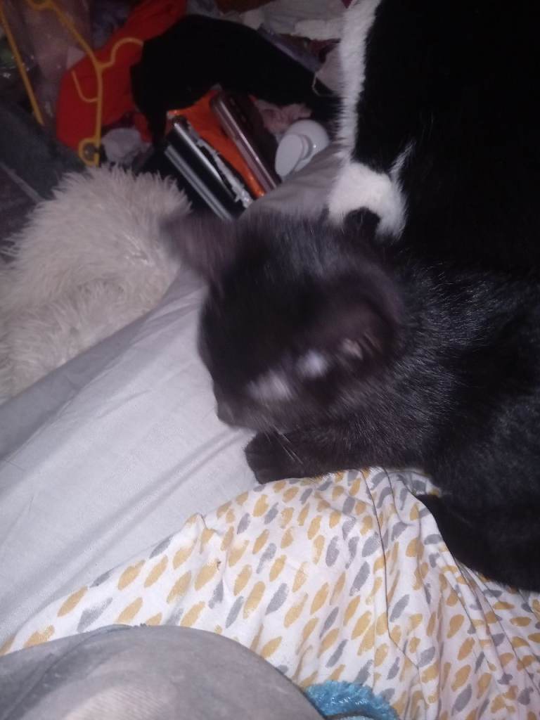 image for 12 week old kittens ready to go 