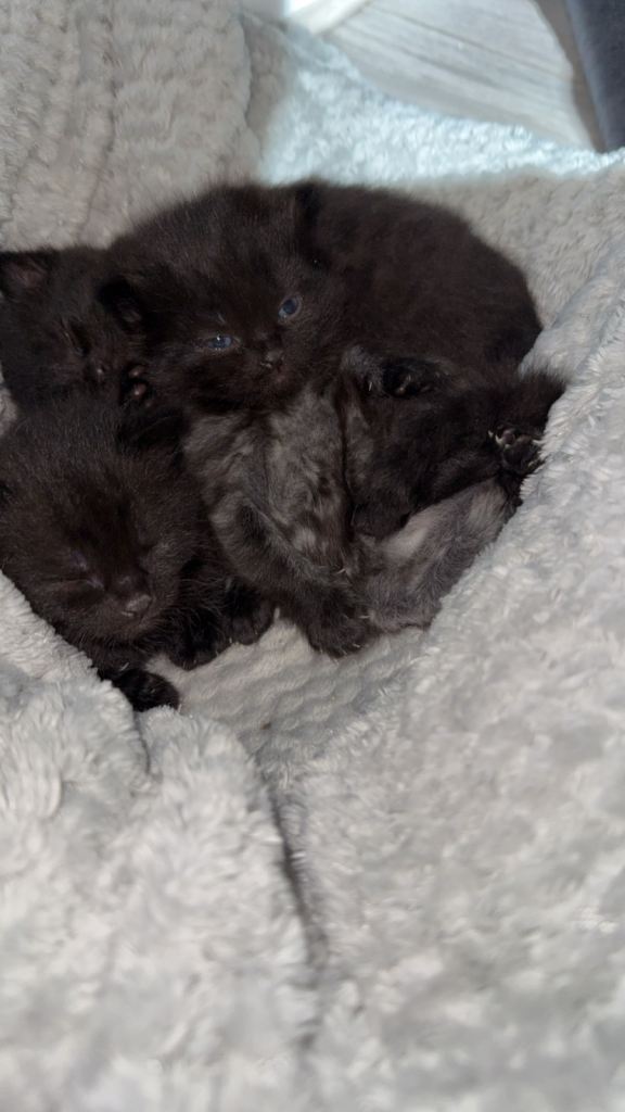 BEAUTIFUL FLUFFY KITTENS *mixed breed*