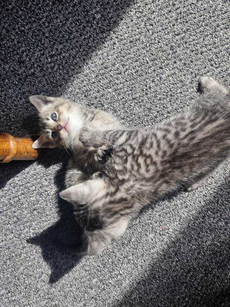 3 kittens 