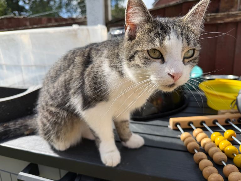 Domestic shorthair tabby 