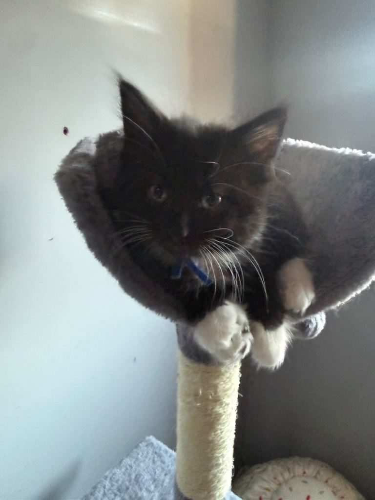 Male kitten 